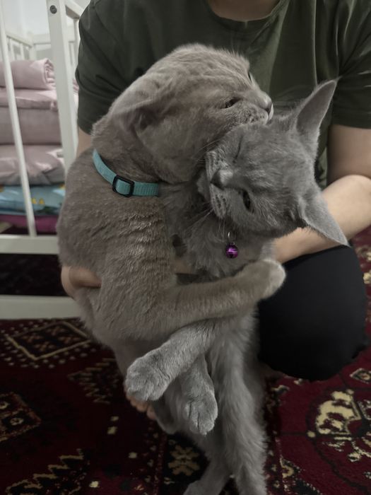 Продам чистих домашних котят