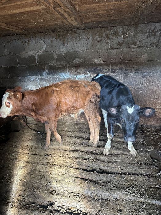 Vând vaca bălțata cu doi viței