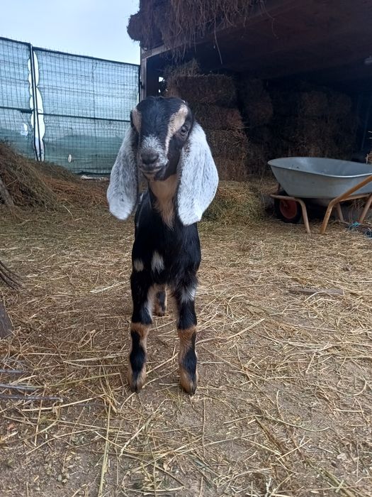 Tapi anglo nubieni cu pedegree