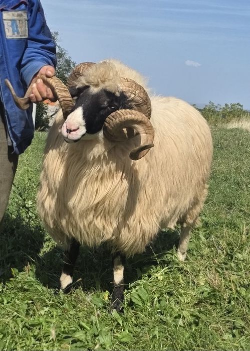 Vand berbeci mior si stramior