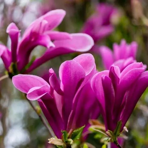 Magnolia rubra rustica