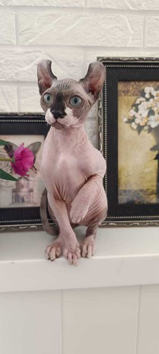 Сфинкс-Эльф . Шикарные котята