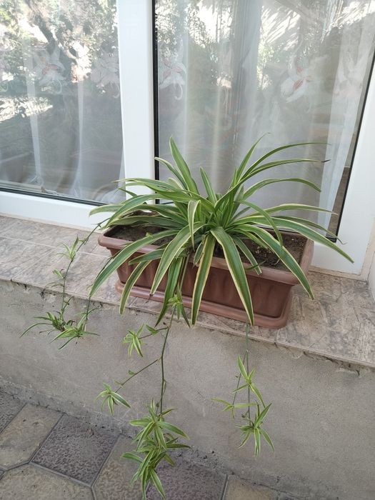 Продаётся хлорофитум