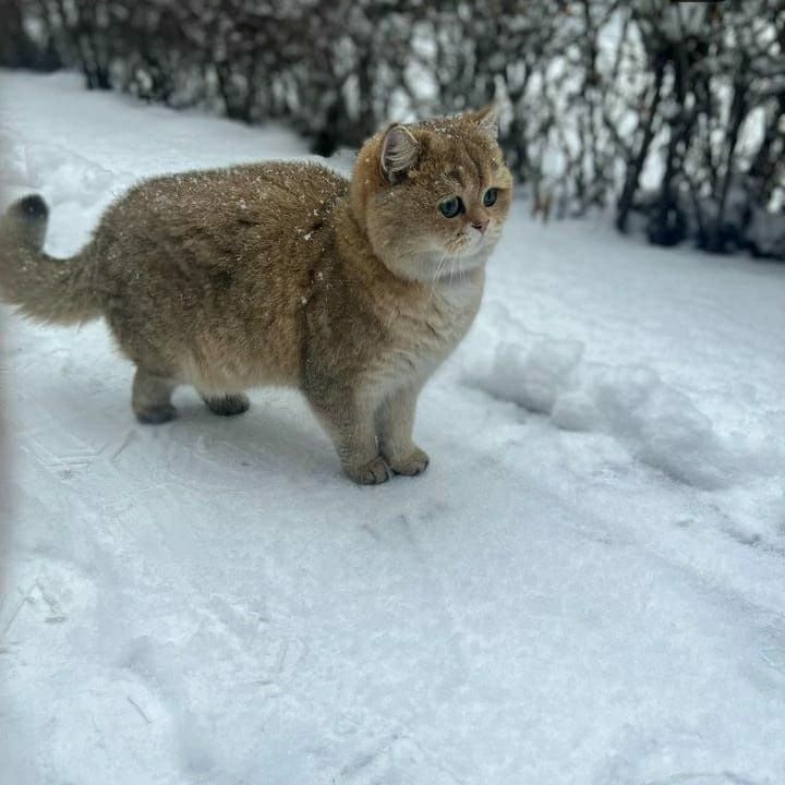 Пухляши британцы шиншиллы серебро