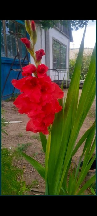 Срочно продам дачу Автомобилист