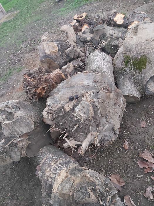 Lemn de foc ( radacini mari)