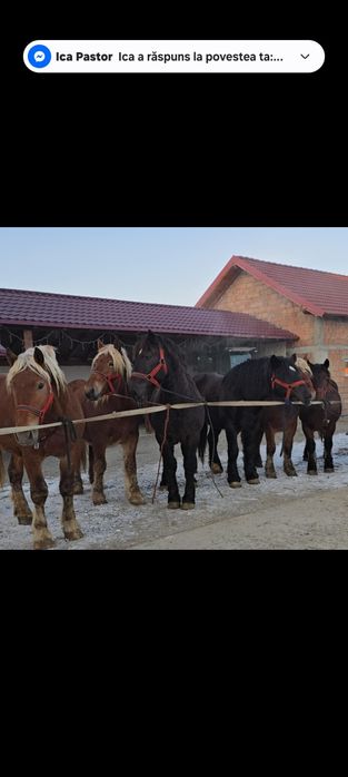 Cai de vânzare de 2 ani