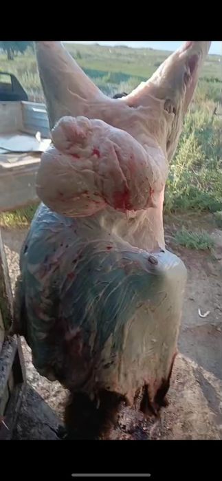 Продам баранину по 2600 за кг