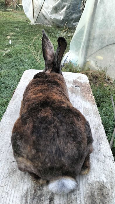 Iepuroi rex tricolor