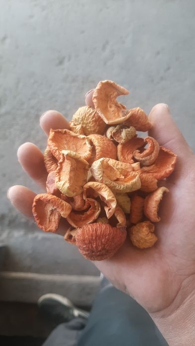 Грецкий орех жангак 2025