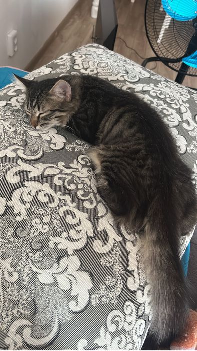 Котенок «МАЛЬЧИК»