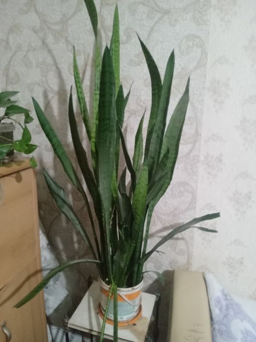 Продам цветок тёщин язык