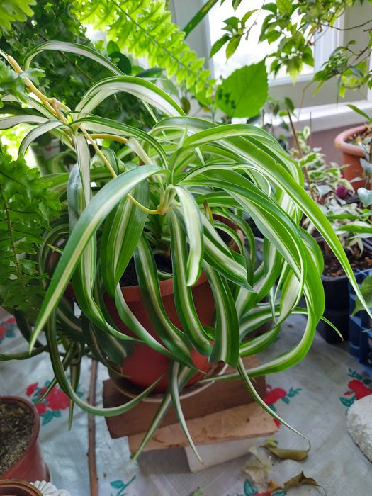 Циперусы  Хлорофитумы ,  бугенвиллия  и др.