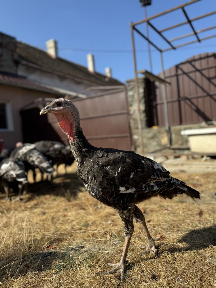 Vând curcani tineri de carne – rasă Bronzat American