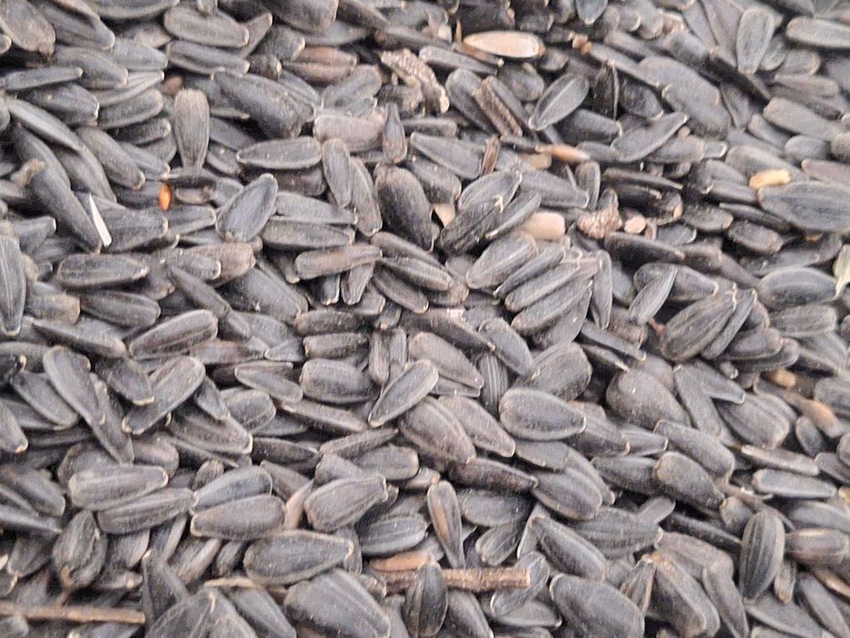 Cereale de vanzare