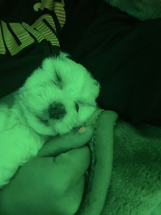 Dau pui de bichon