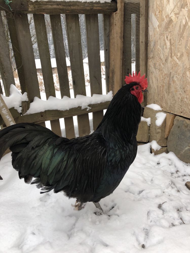 Vând cocosi Australorp Negru