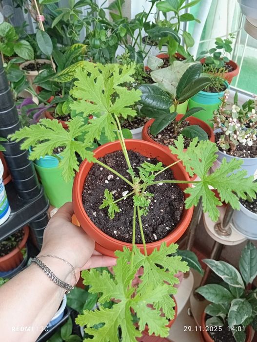 Растения разных сортов