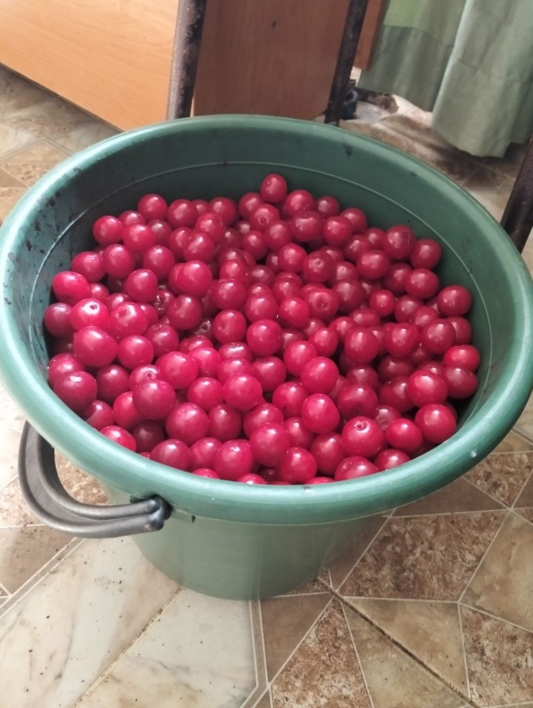 Продам ведро вишни