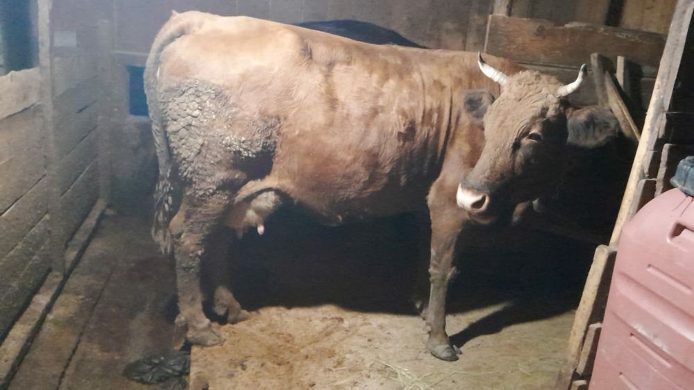 Vand o vaca gestanta