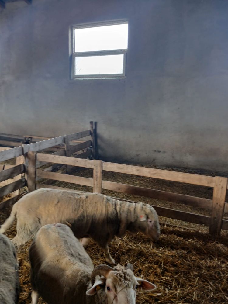 Berbeci merinos de palas