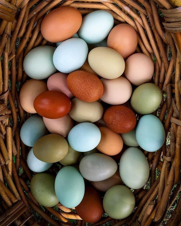 Инкубационное яйцо Доминант микс крупная несушка беру заказы на март