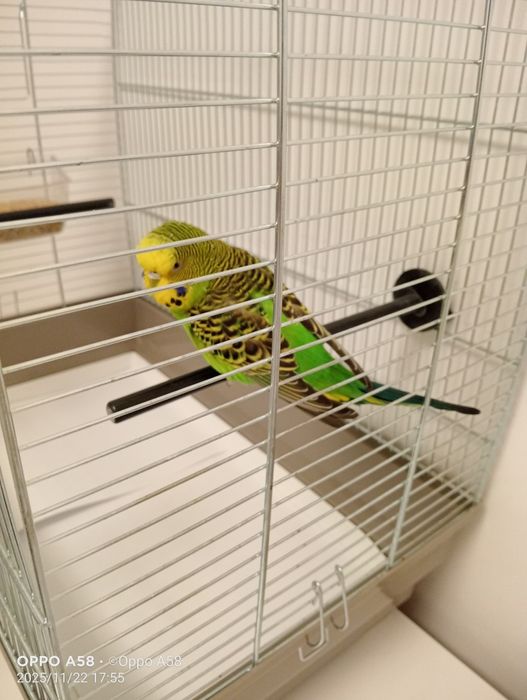 Donez un papagal perus