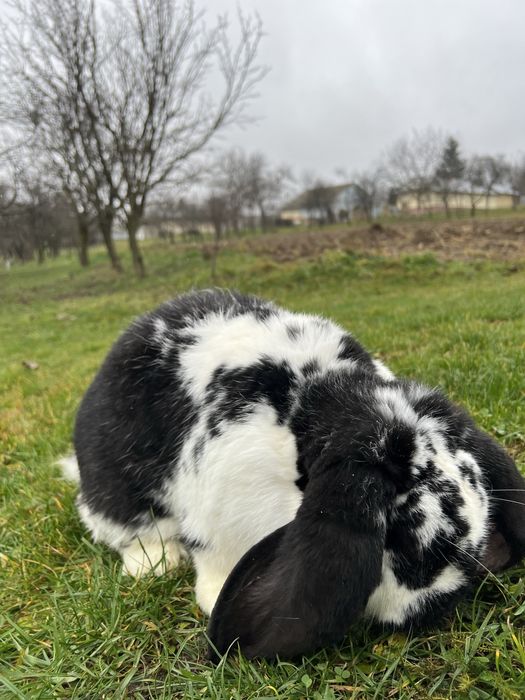 Vand iepure berbec german