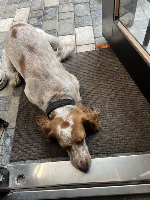 Продаю Английского коккер спаниеля 1год