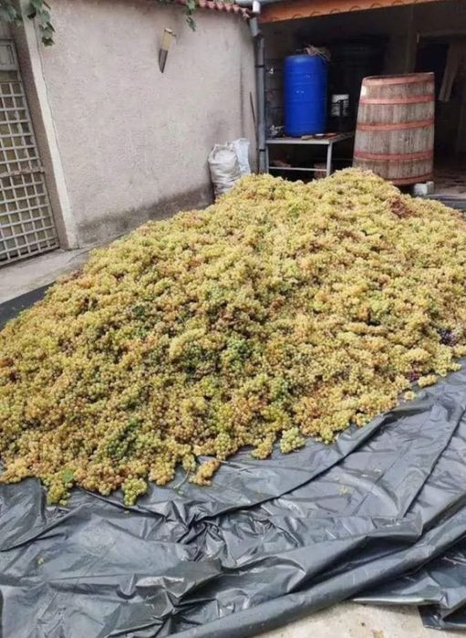 Vand strugurii de vin