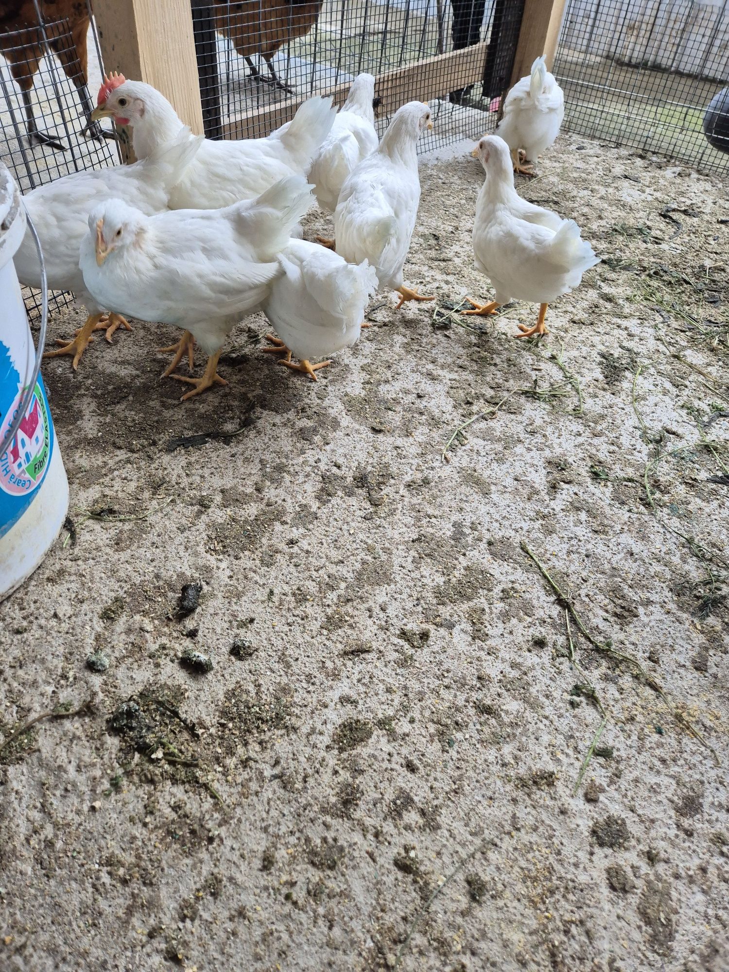 Cocoși leghorn  !