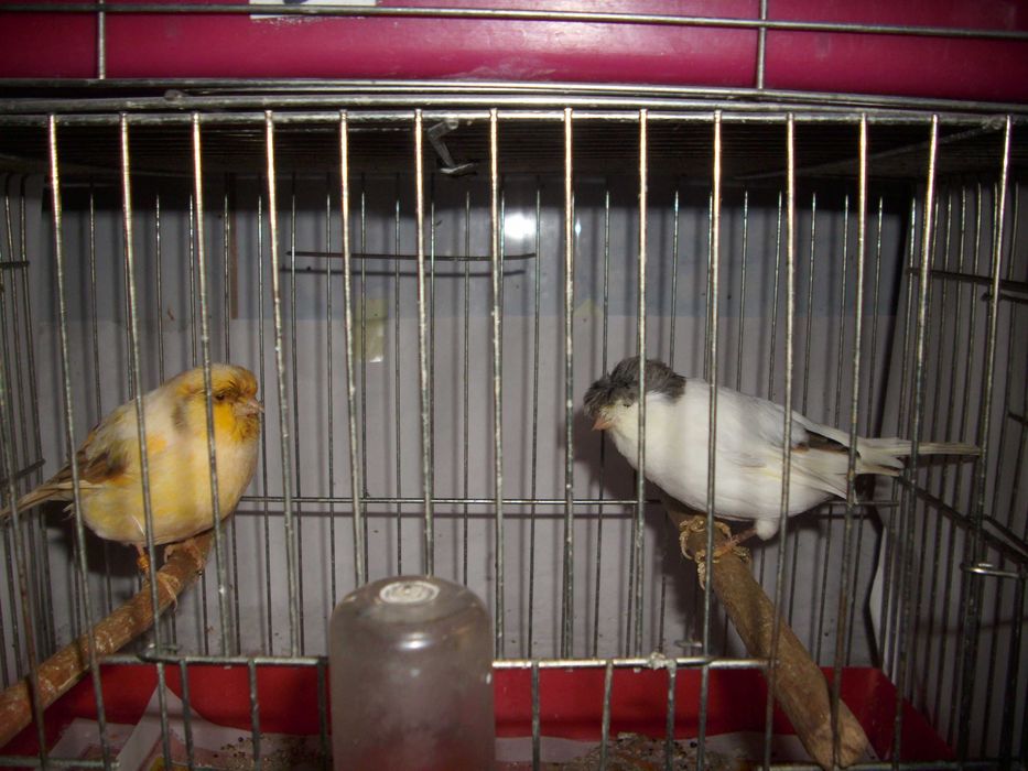 vand canari de culoare isabel si postura gloster norwich