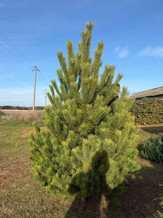 Ёлки Сосна Ель Круглосуточно