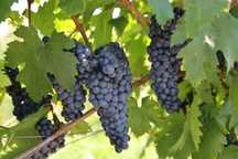 Struguri de vin albi-negri transport gratuit Braila pret de producator