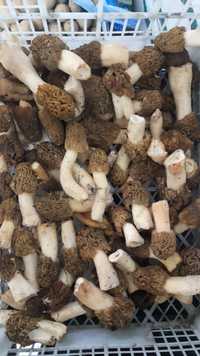 Продам грибы сморчки