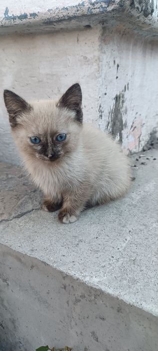 Отдам котенка девочка