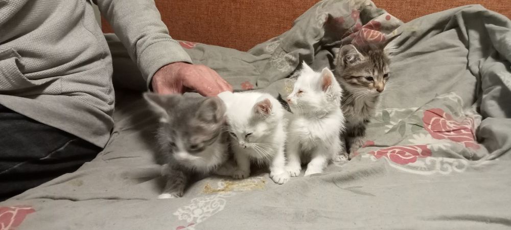 Отдам котят в хорошие руки