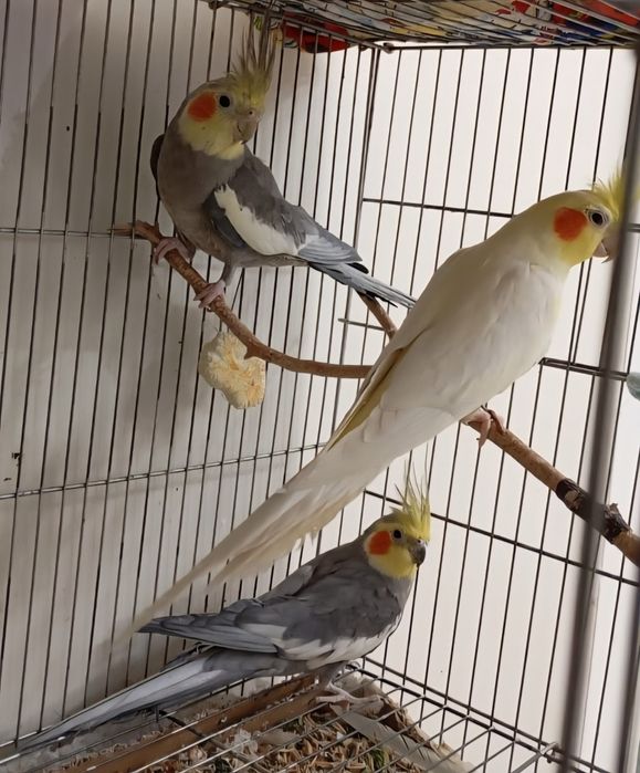 Пара кореллы, самец корелла