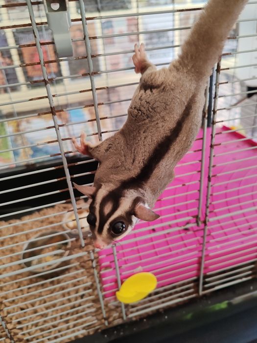 Летяща захарна катеричка