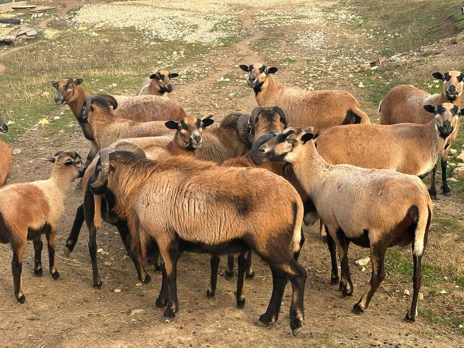 Oi de camerun de vanzare