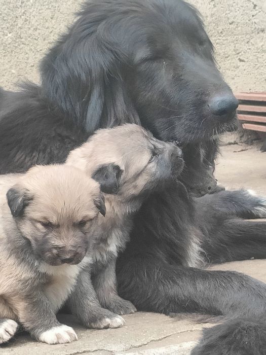 Каракачански кучета