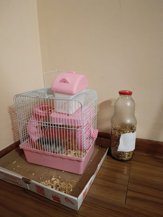 Джунгарский хомяк