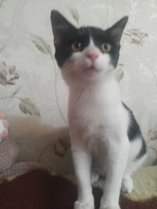 Отдам котенка в хорошие руки. Кошка, девочка