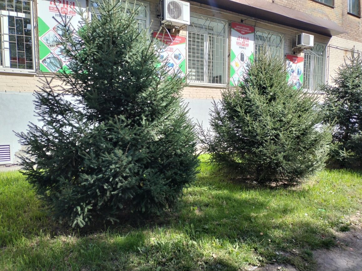 Ель сибирская , ель голубую , сосна , пихта и все виды лиственных