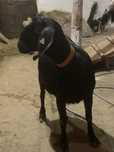 Capra anglo nubiana