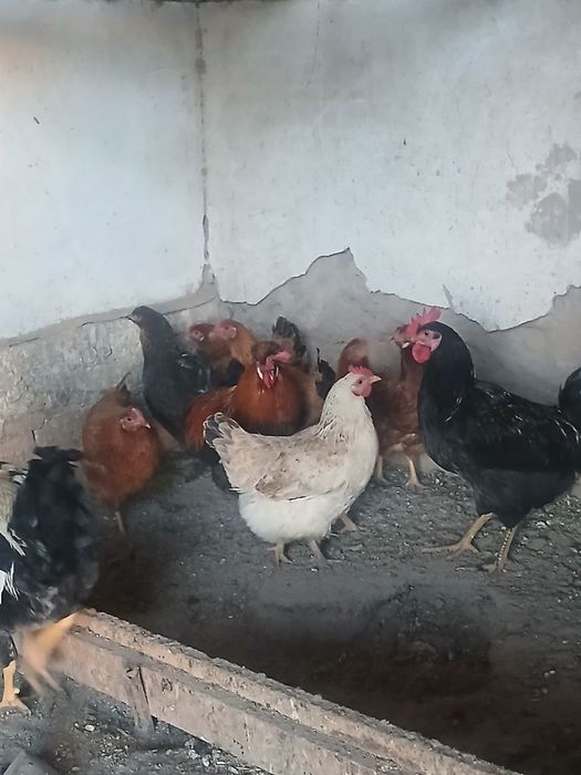 Товук хорозлар сотилади