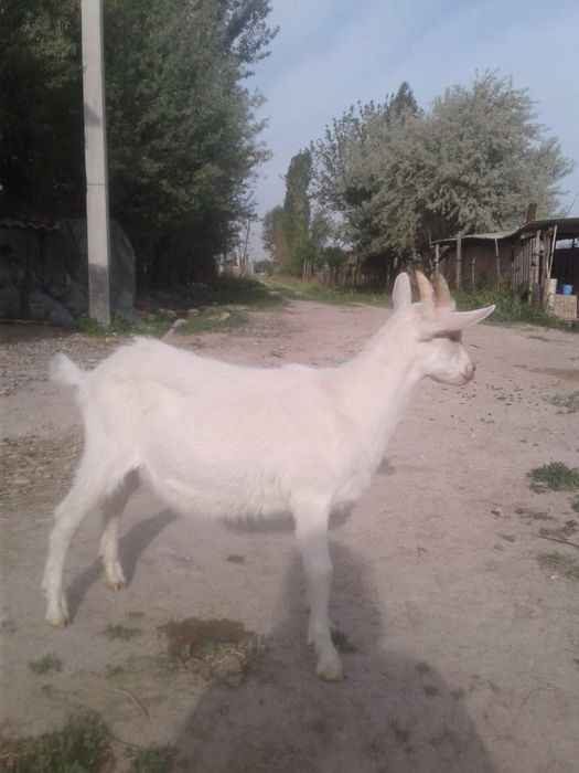 Ешкінің сүтін  және үйректің жұмыртқасы сатылады