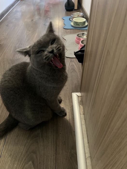 Сладка пухкава британка