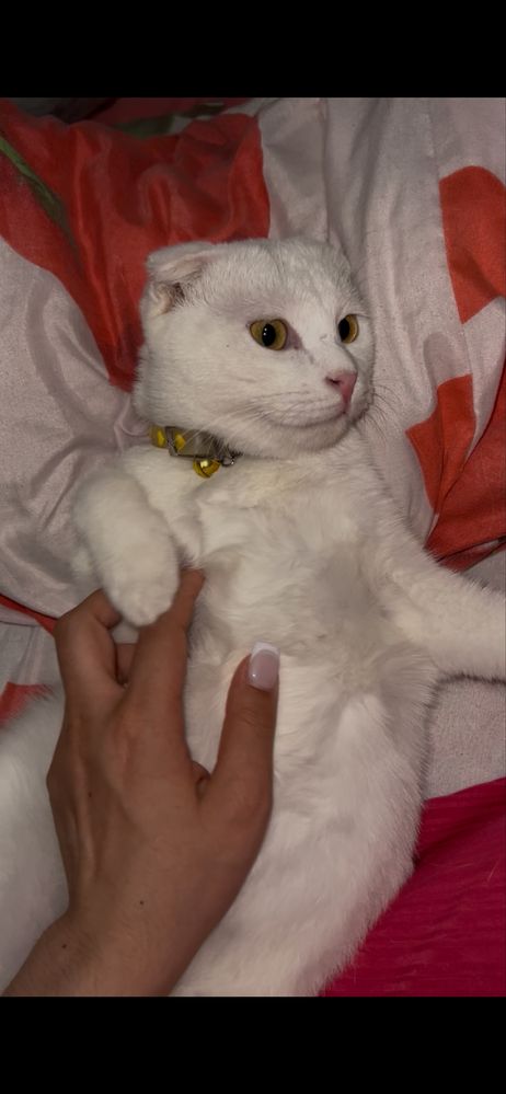 Скотиш Фолд мальчик