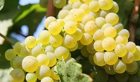 Vita de vie Nobila  soiuri albe de vin